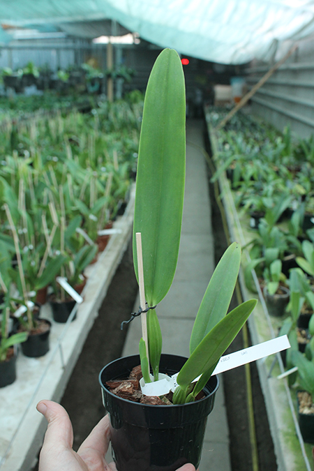 mossiae semialba aquinii.jpg