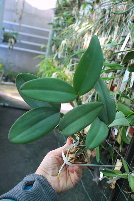 schilleriana ibiracu x endringer.jpg