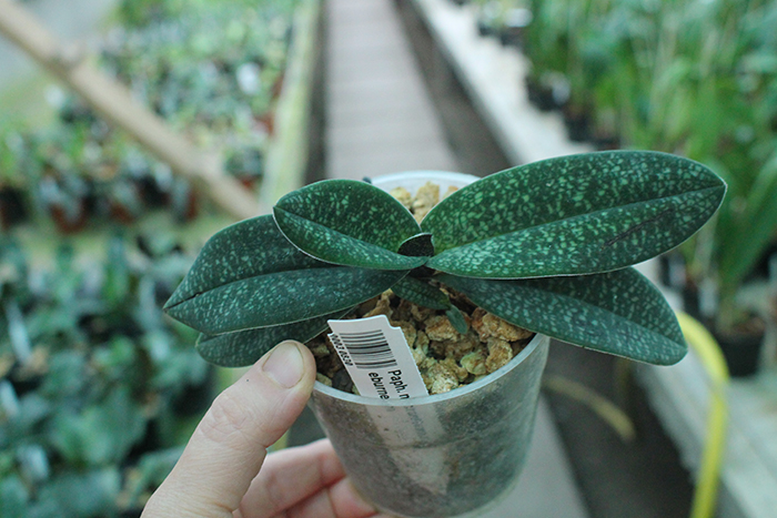 Paphiopedilum micranthum var eburneum.jpg