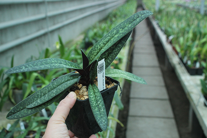 Paphiopedilum niveum x micranthum.jpg