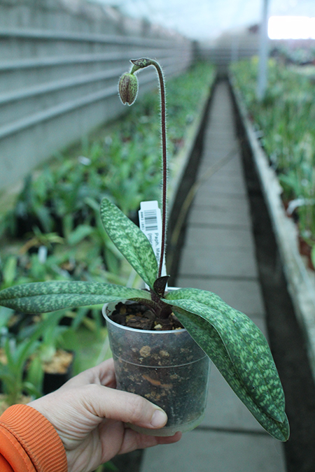 Paphiopedilum Magic Lantern (micranthum x delenatii).jpg