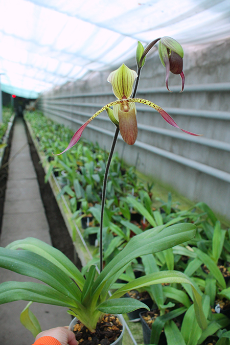 Paphiopedilum Julius Orchidfactory (rothschildianum x lowii).jpg