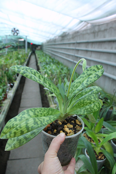 Paphiopedilum Maudiae alba.jpg