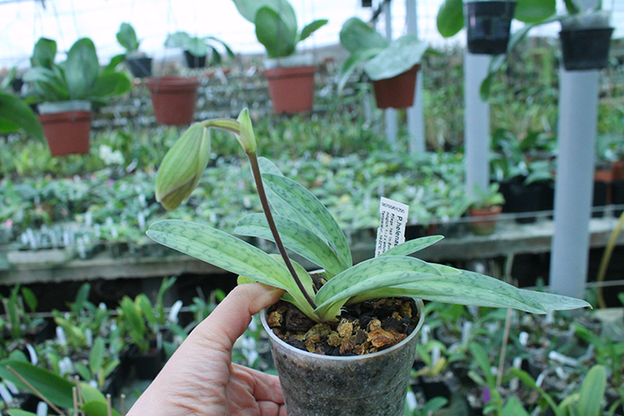 Paphiopedilum helenae x sukhakulii.jpg