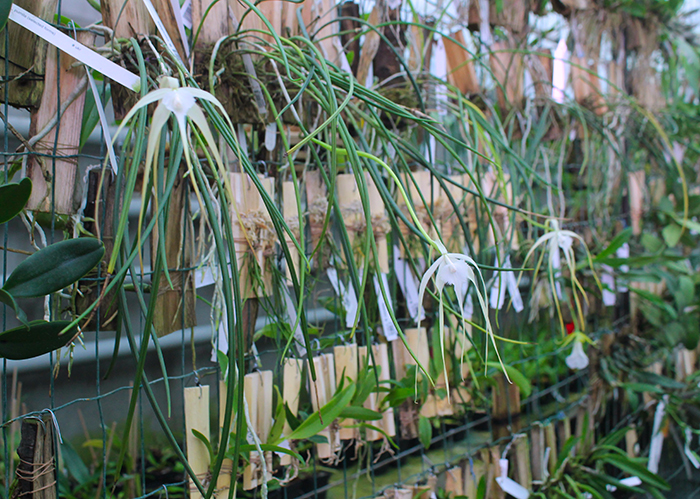 Brassavola cucullata.jpg