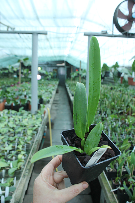 Cattleya dowiana (Hui Yun).jpg