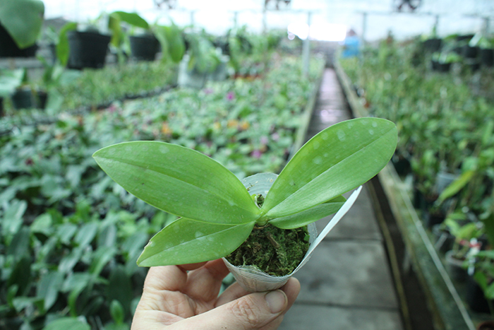 Phalaenopsis mannii 'Black'.jpg