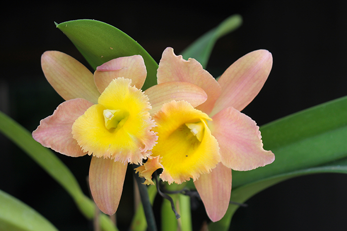 Potinara Luna Jaune 'Celebration' x Brassavola digbyana.jpg