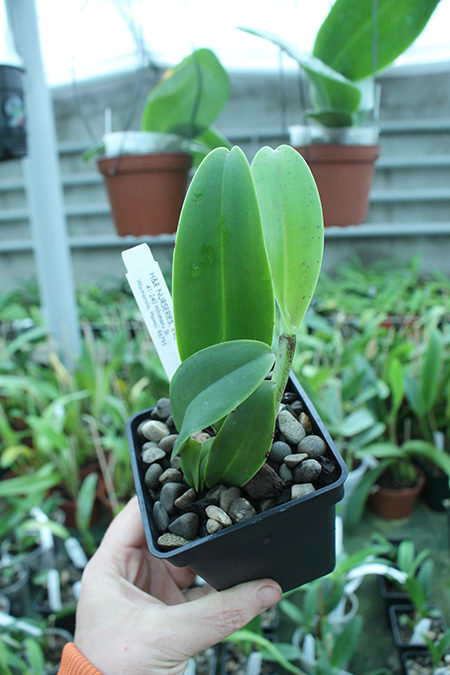 Cattleya trianae splash x coerulea.jpg