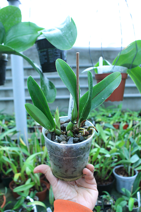 Laeliocattleya Summerland Girl 'Orchidglade' x Schomburgkia schultzei 'Old Sherry'.jpg