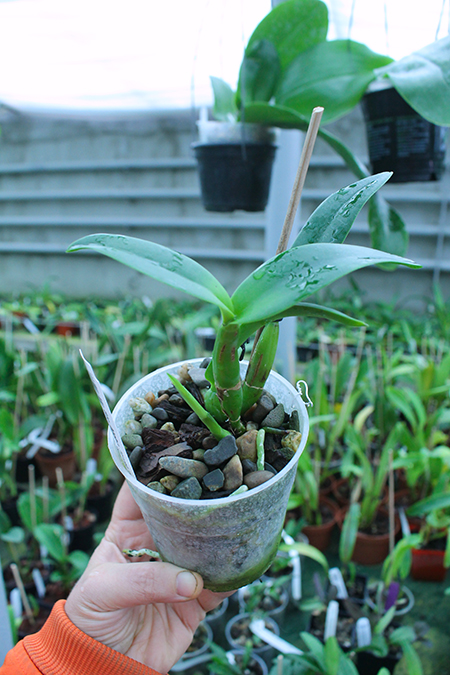 Sophrolaeliocattleya Aloha Jewel 'Tangerine' x Brassolaeliocattleya Guess What 'SVO'.jpg