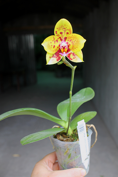Phalaenopsis Mituo Diamond 'DT Sun'.jpg