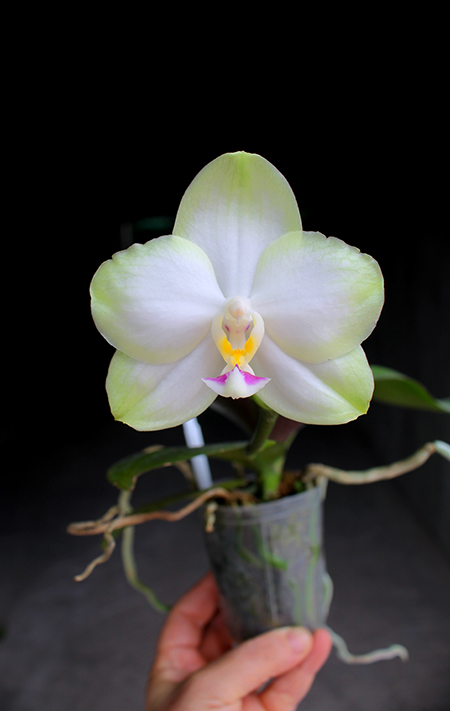 Phalaenopsis Mituo Diamond Canary 'Green Circle'.jpg