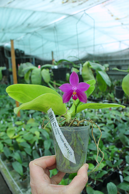 Phalaenopsis Mituo Purple Bear x LD's Bear King.jpg