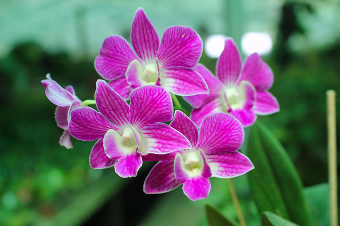 Dendrobium Micro Chip x Nida.jpg