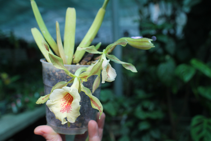 Trichopilia Senne Star (tortilis 'large' x turialbae 'alpha').jpg