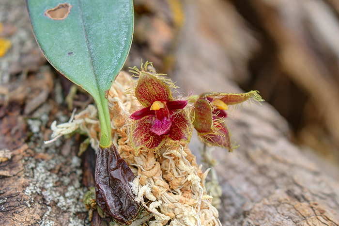 Bulbophyllum dayanum.jpg