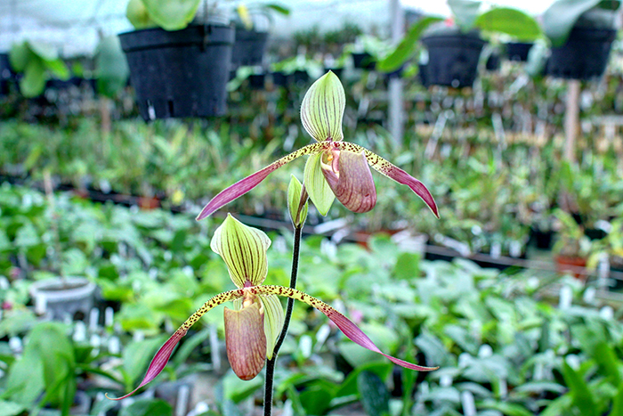 Paphiopedilum Julius Orchidfactory (rothschildianum x lowii).jpg
