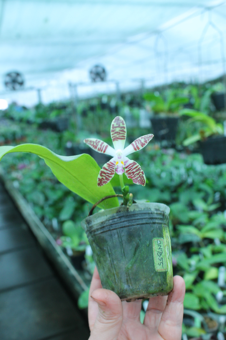 Phalaenopsis corningiana x sumatrana.jpg