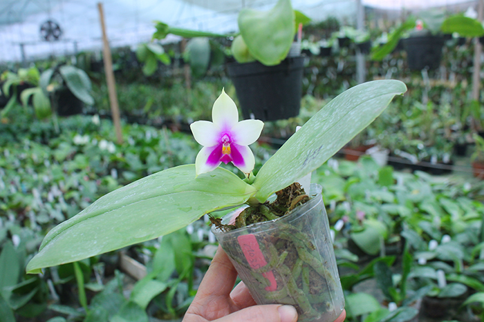 Phalaenopsis bellina 'Mituo'.jpg