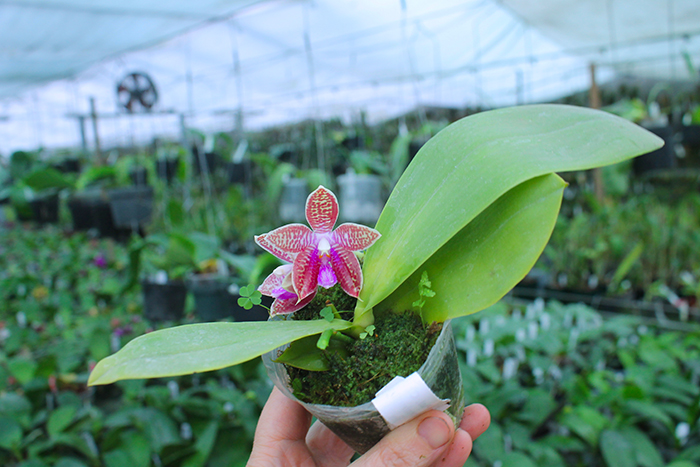 Phalaenopsis Coral Isles x Phalaenopsis corningiana.jpg