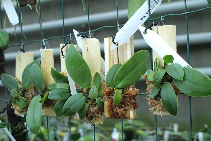 Bulbophyllum phalaenopsis.jpg