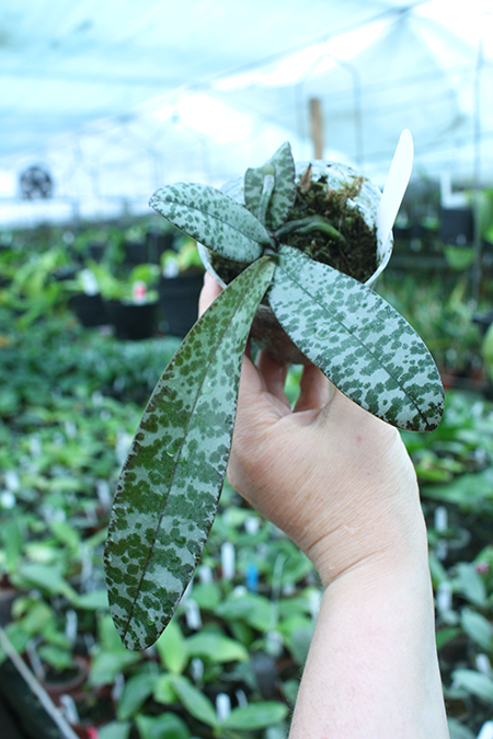 Phalaenopsis celebensis.jpg