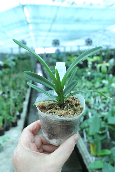 Vanda tricolor coerulea.jpg