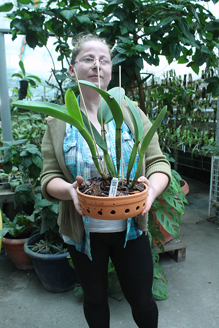 Brassolaeliocattleya Apricot Flare x Cattleya Shellie Compton.jpg