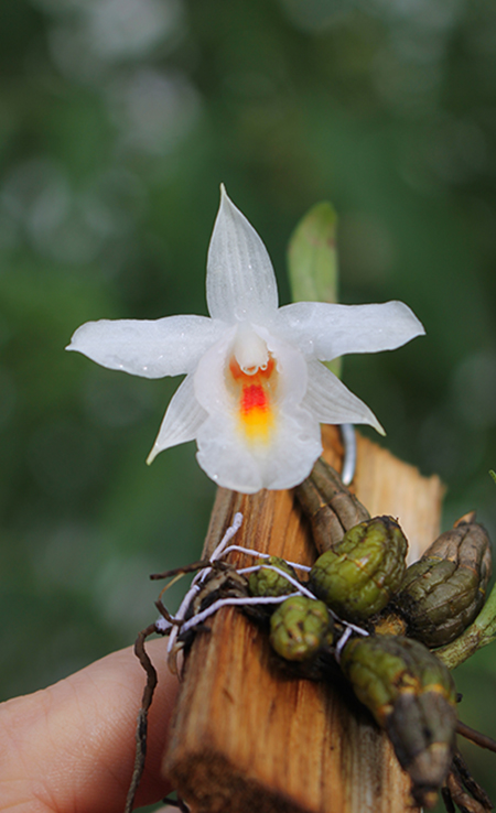 Dendrobium bellatulum.jpg