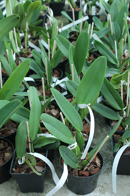 Cattleya warneri trilabelo 'EM' x warneri escura 'Belezinha'.jpg