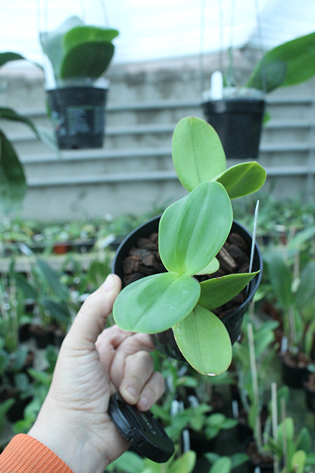 Cattleya violacea semialba ('Snowfire' x 'Incredible Flame').jpg