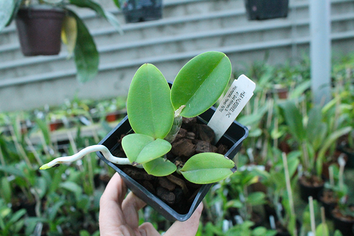 Cattleya violacea 'Snow Blaze' x self.jpg