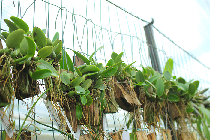 Cattleya walkeriana blue x sib.jpg