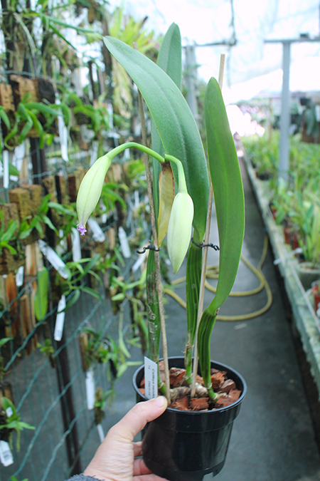 Cattleya mendelii.jpg