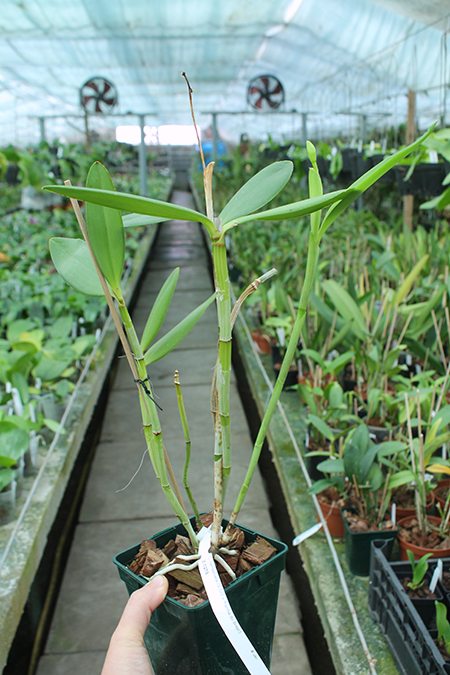 Cattleya harrisoniana 'Z-533' x Cattleya harrisoniana 'Rainha do Brejo'.jpg