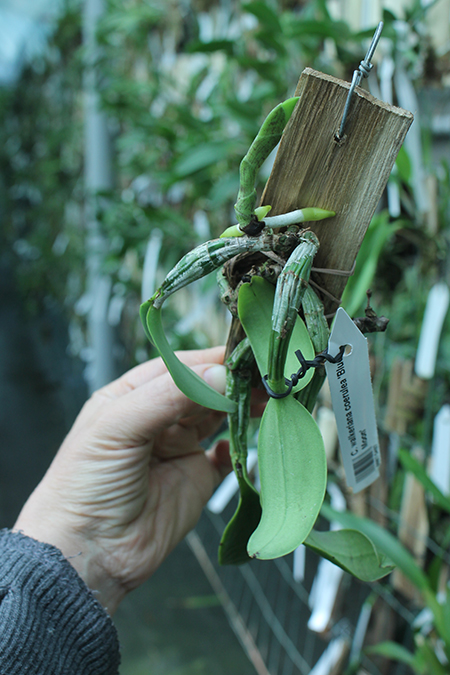 Cattleya walkeriana coerulea 'Blue Moon'.jpg