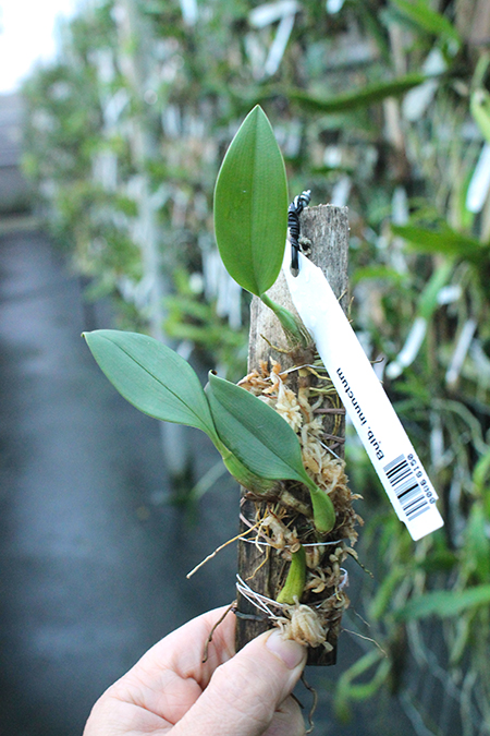 Bulbophyllum inunctum.jpg