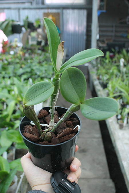 Cattleya violacea.jpg