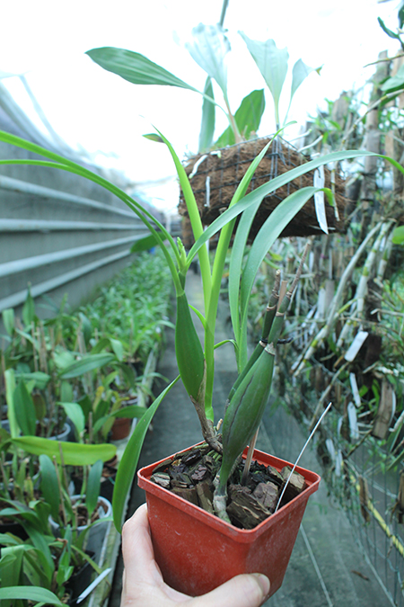 Encyclia radiata.jpg