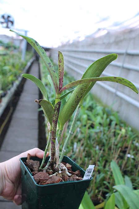 Cattleya Tian Mu 'Sesame'.jpg