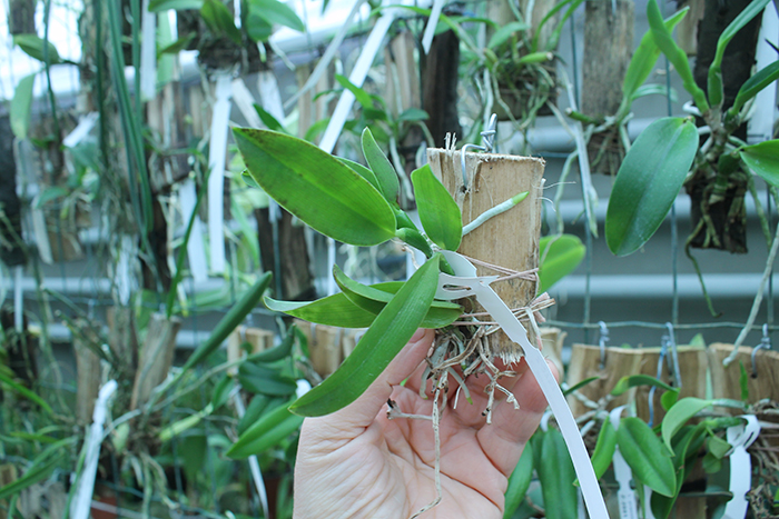 Laelia alaori escura 'Carnaval' x alaori escura 'Gemini I'.jpg