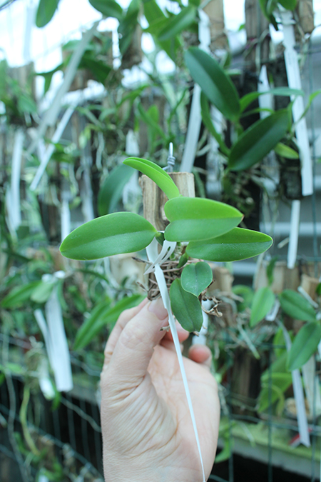 Laelia praestans (rubra 'Tormenta' x escura 'Bella').jpg
