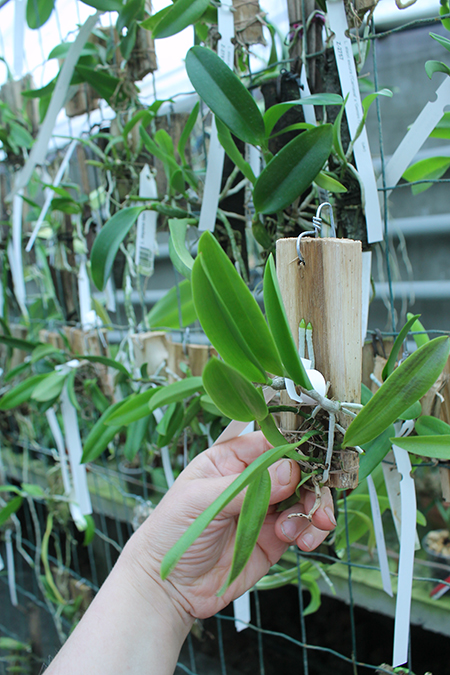 Laelia praestans rosada.jpg
