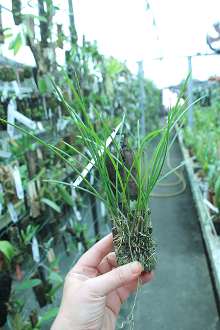 Dendrochilum saccolabium.jpg