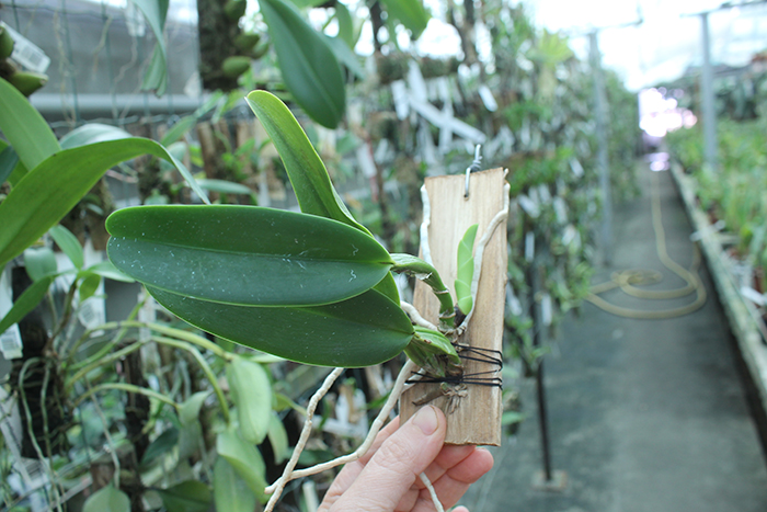 Cattleya warneri venosa suave 'Vento Sul' x SELF.jpg