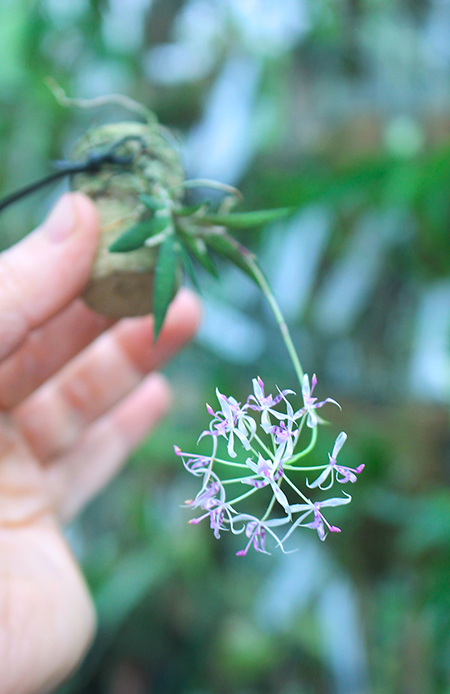 Macroclinium manabinum.jpg