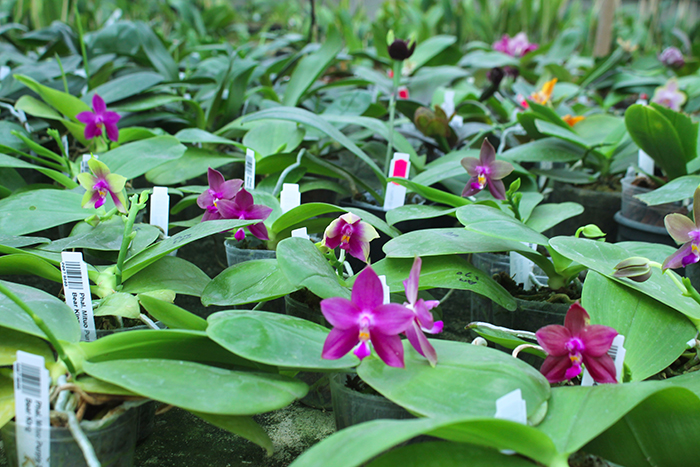 Купить фаленопсисы в Украине.jpg