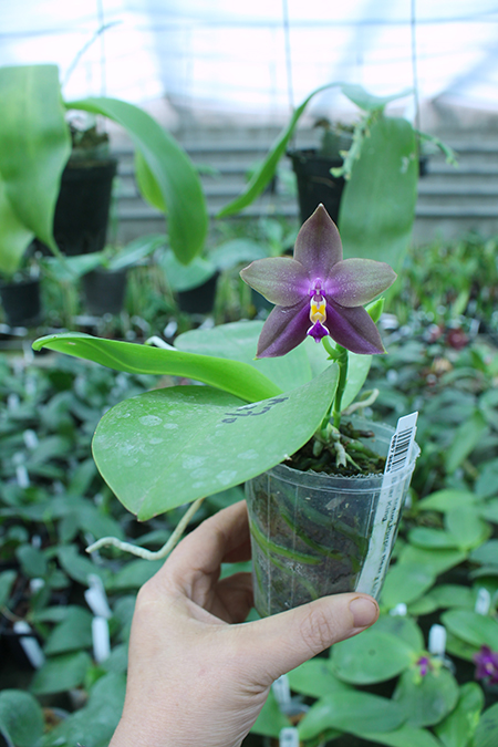 Phalaenopsis Mituo Purple Bear x LD's Bear King.jpg
