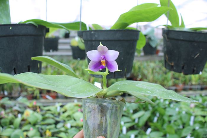 Phalaenopsis Samera Blue 'Mituo#1'.jpg